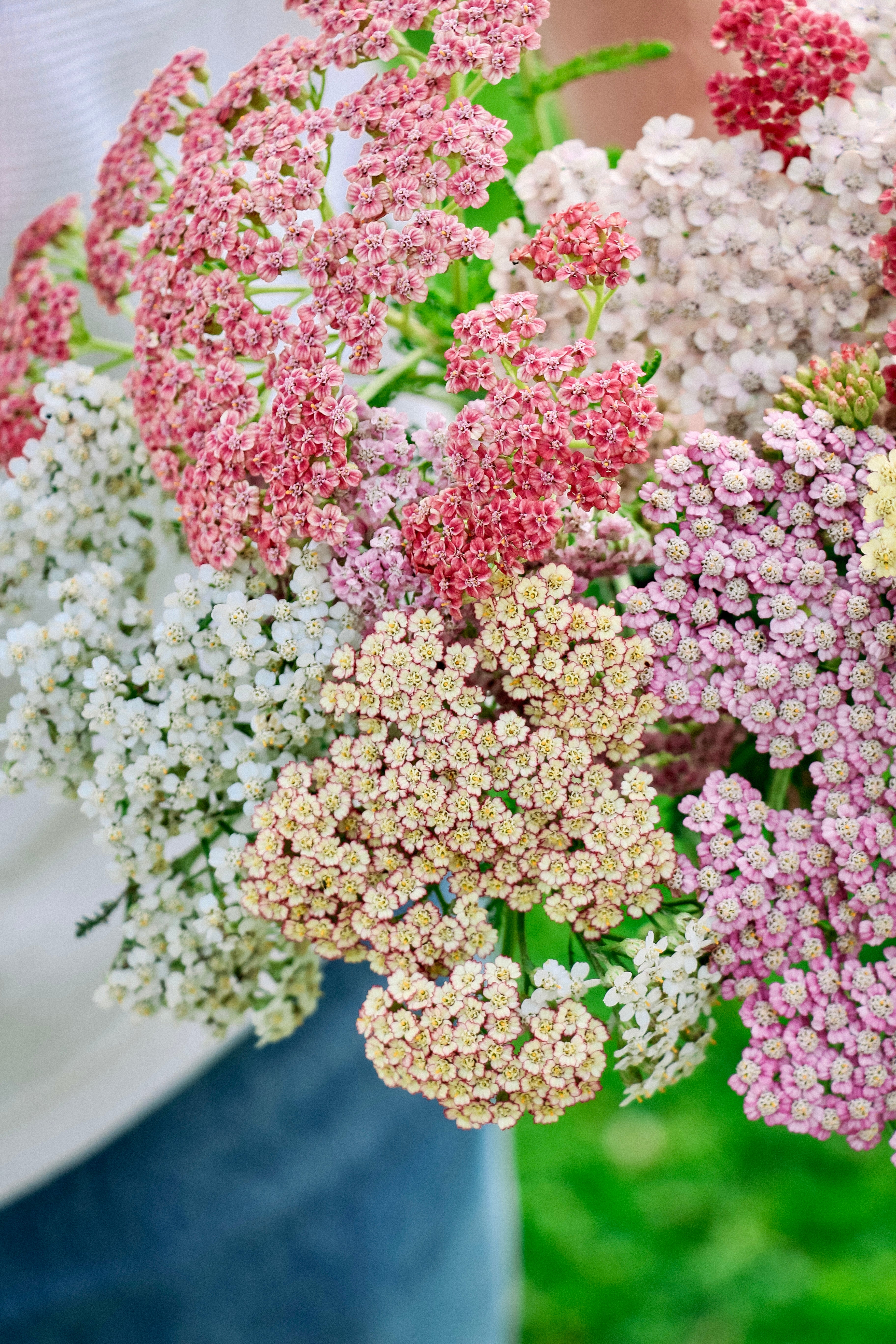 Achillea millefolium &