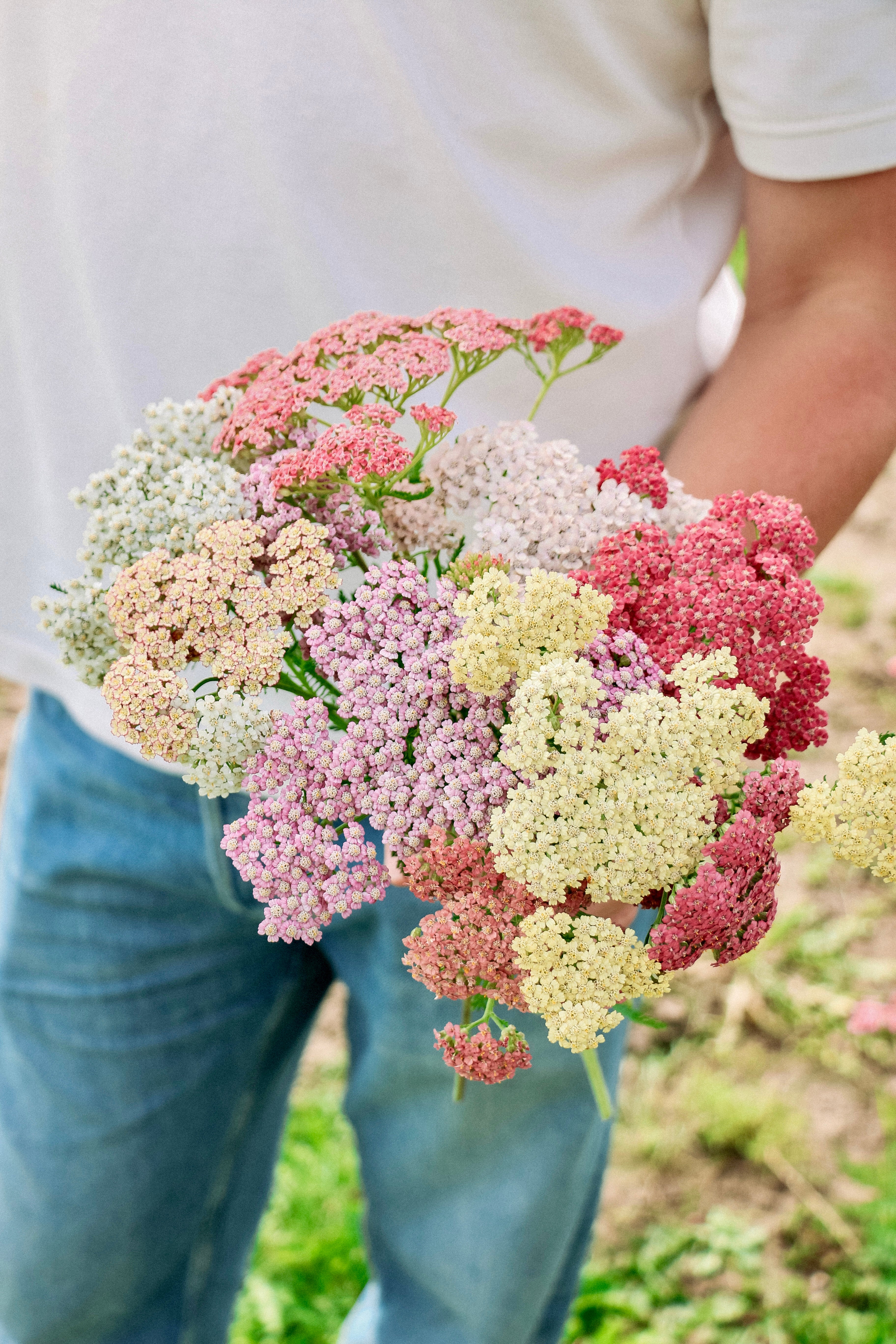 Achillea millefolium &