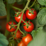 Tomaat 'Miel du Mexique'-Angelo