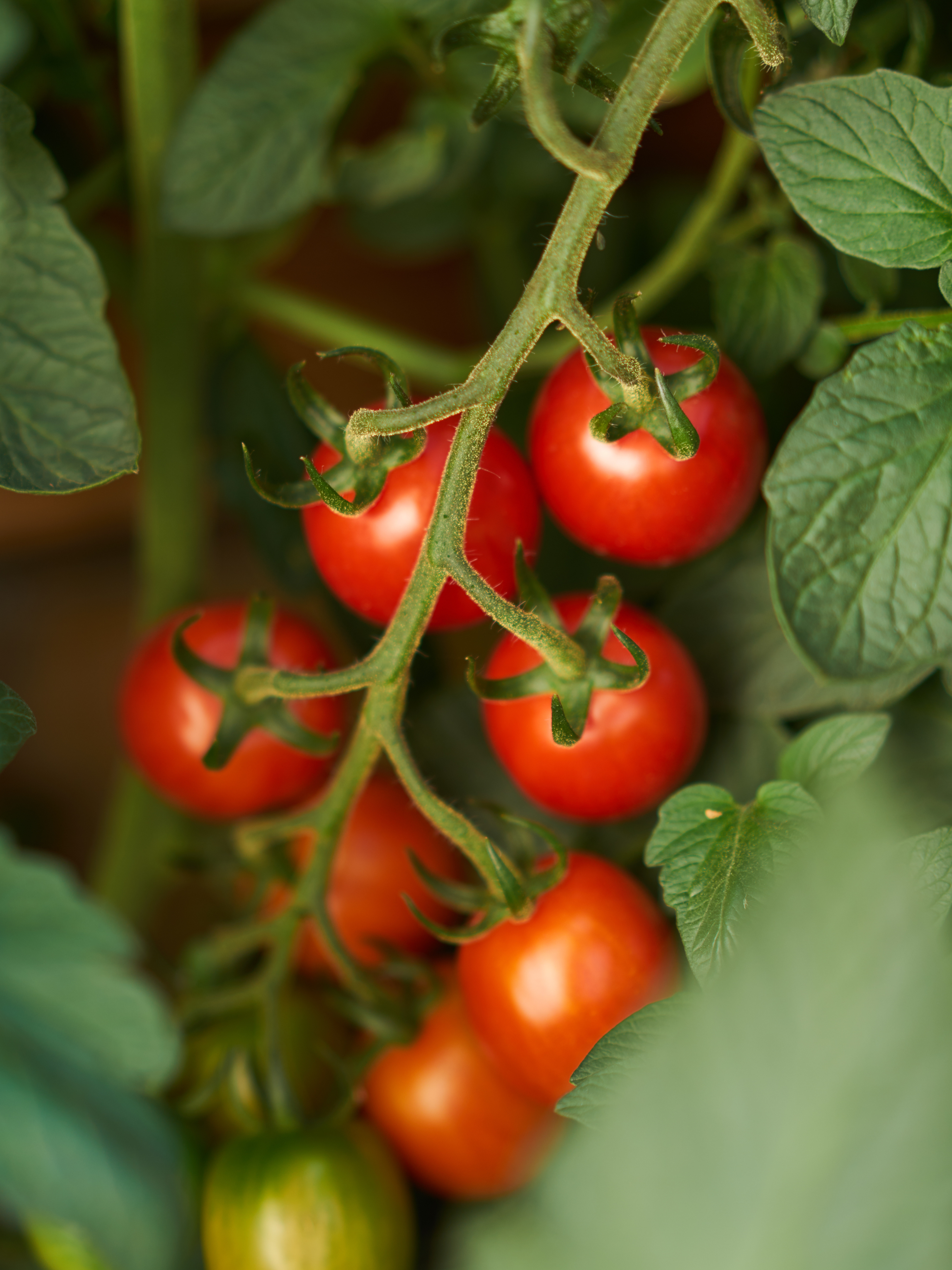 Tomaat 'Miel du Mexique'-Angelo