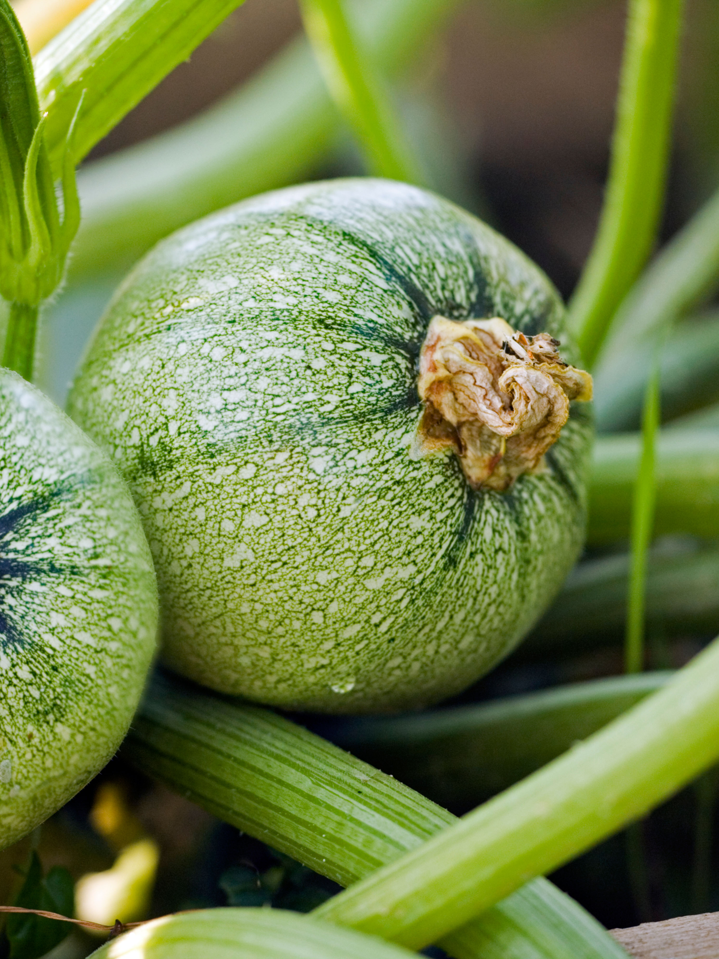 Courgette 'Ronde de Nice'-Angelo