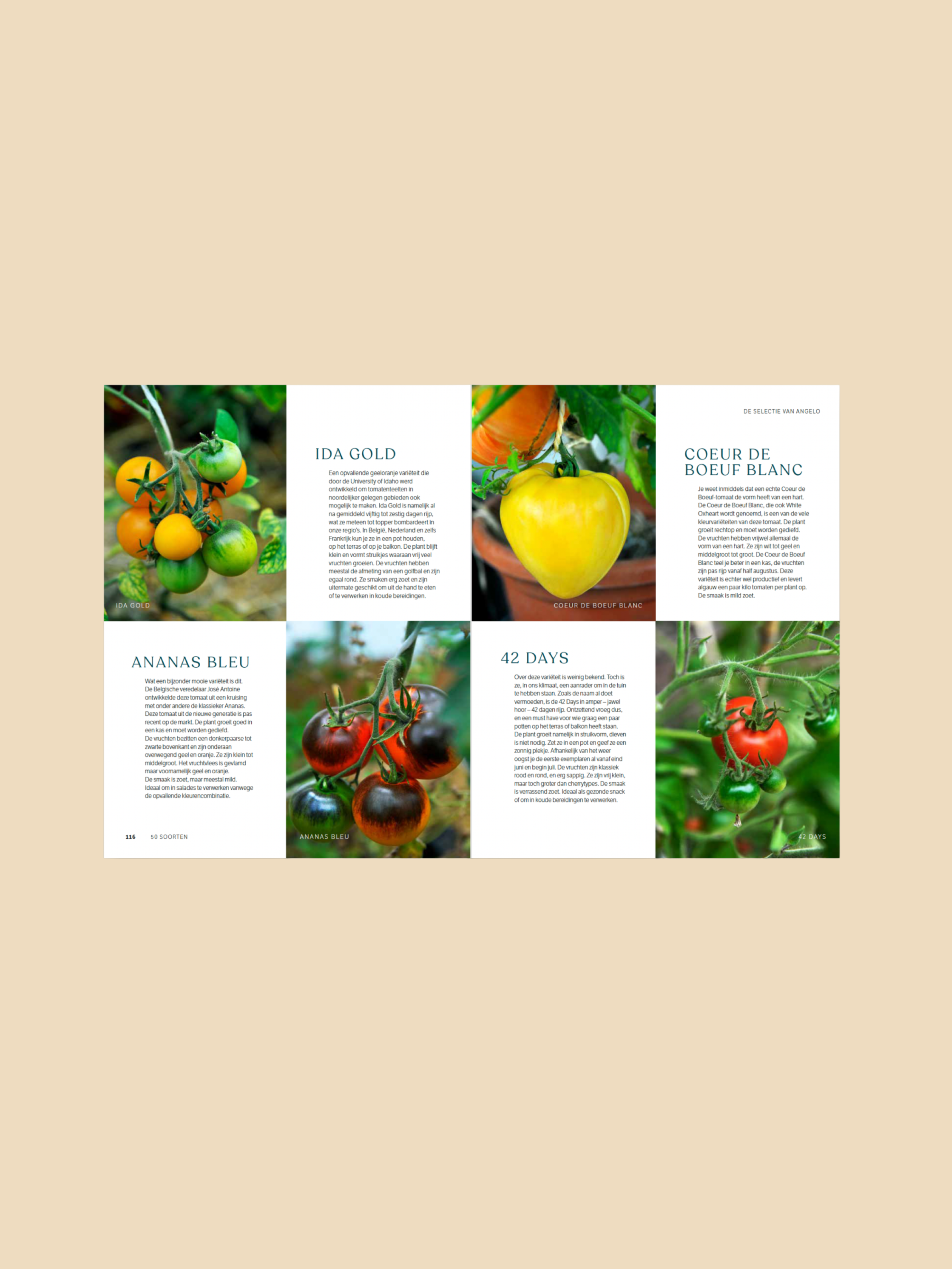 Tomate - selbst angebaut schmeckt besser