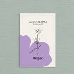 Agrostemma gracilis 'queen mixed'-Angelo