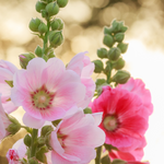 Alcea 'Lene'-Angelo