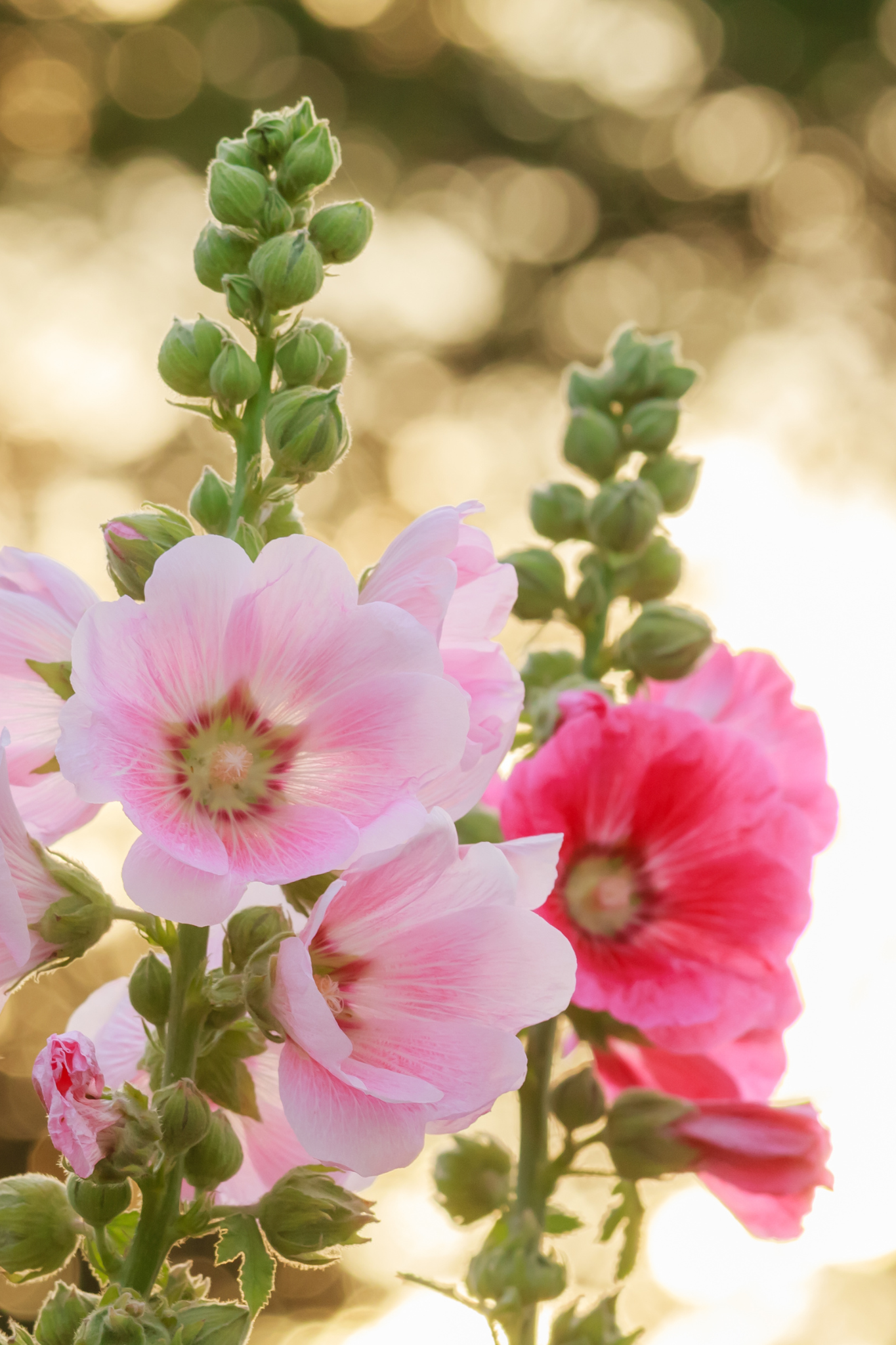 Alcea 'Lene'-Angelo