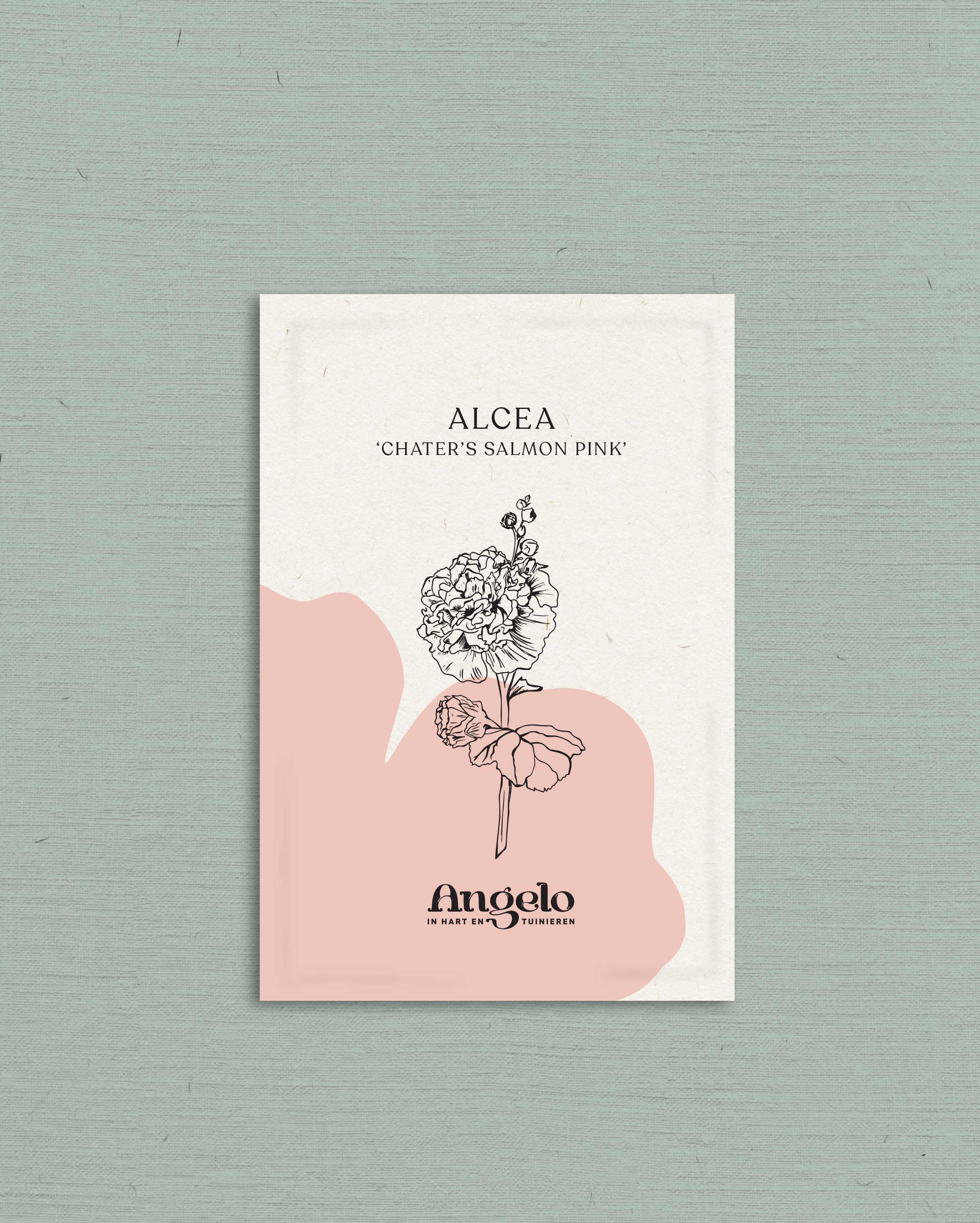 Alcea rosea 'chater’s salmon pink'-Angelo