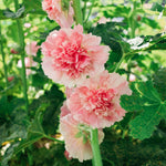 Alcea rosea 'chater’s salmon pink'-Angelo