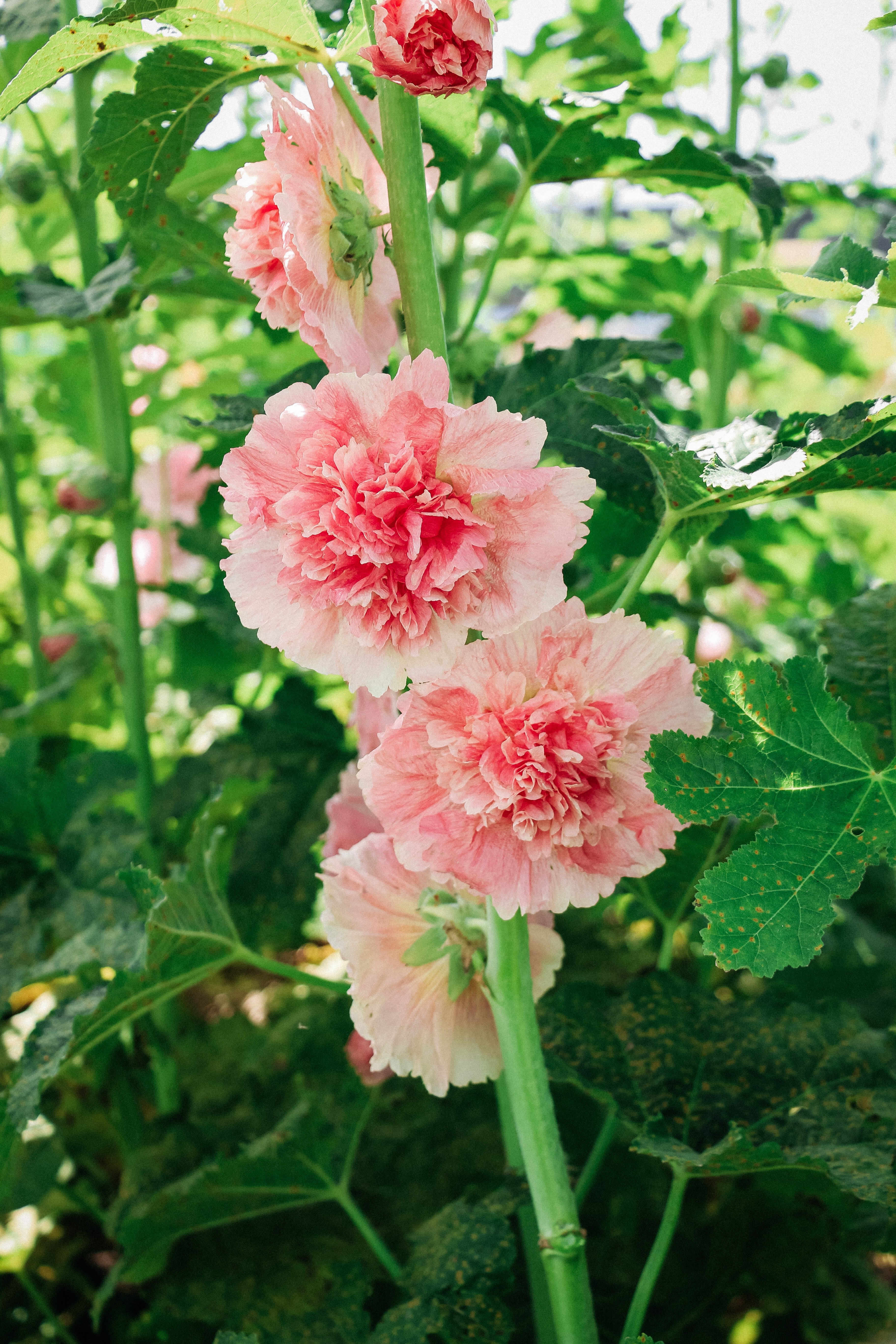Alcea rosea 'chater’s salmon pink'-Angelo
