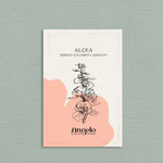 Alcea rosea 'spring celebrity apricot'-Angelo