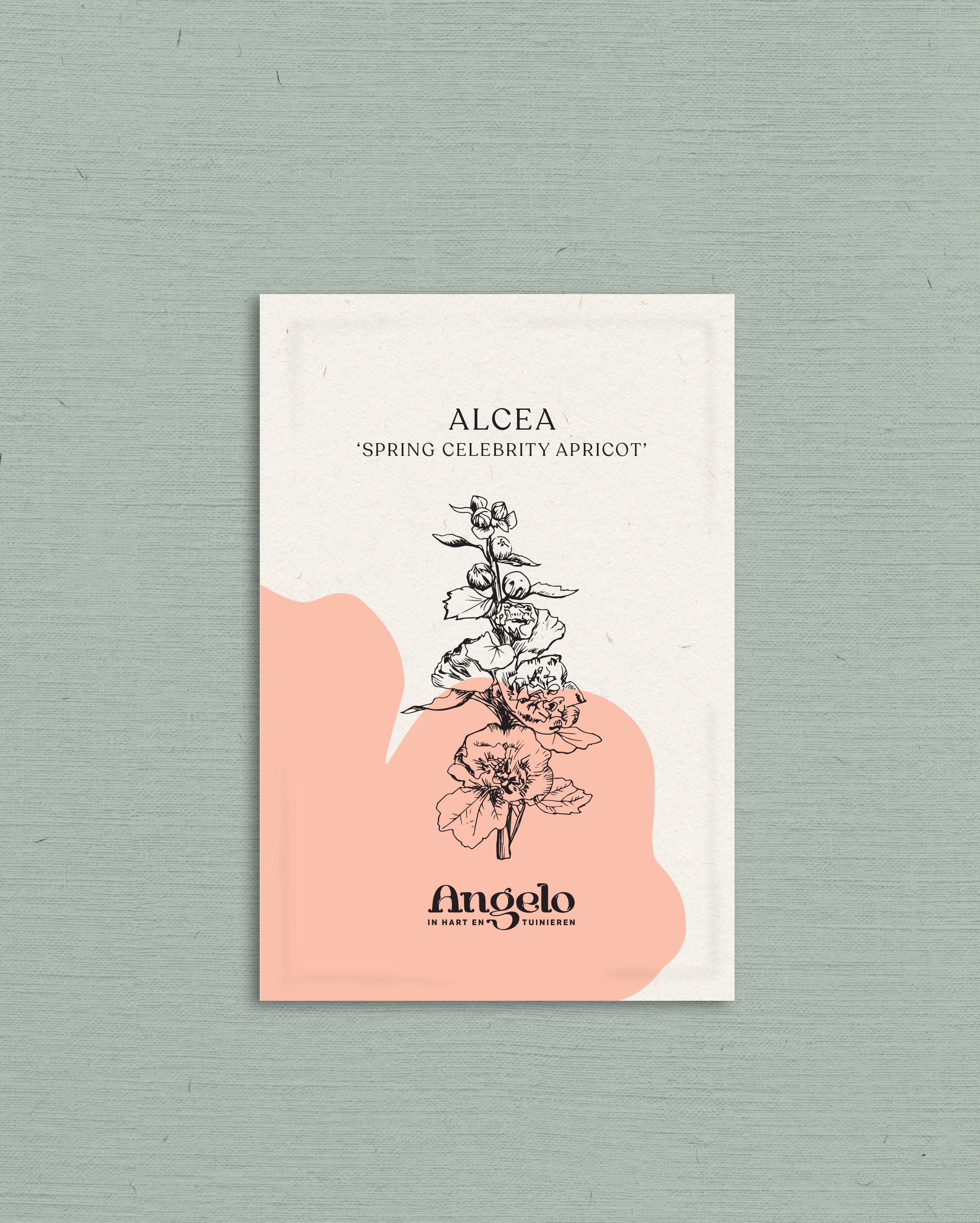 Alcea rosea 'spring celebrity apricot'-Angelo