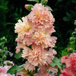 Alcea rosea 'spring celebrity apricot'-Angelo