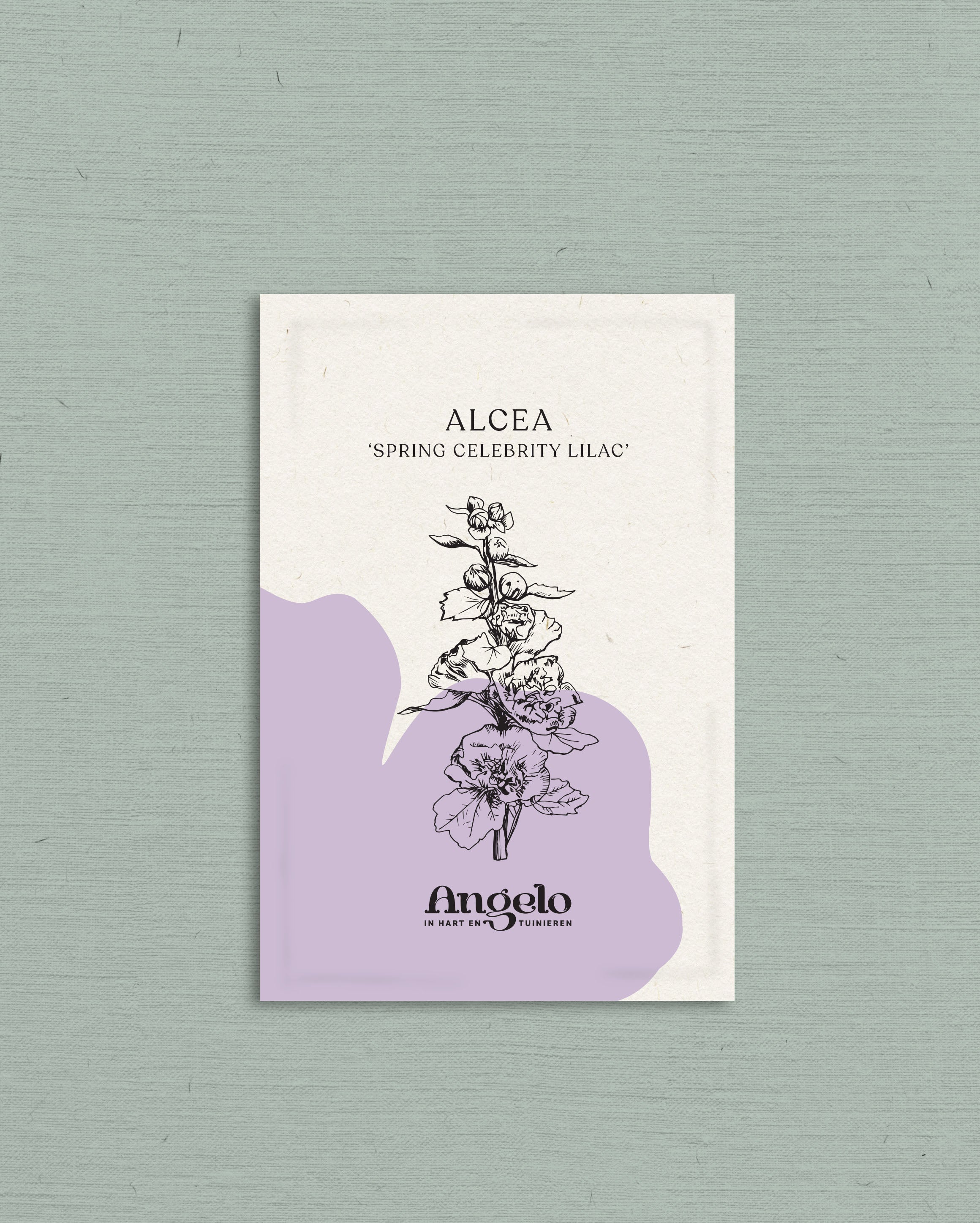 Alcea rosea 'spring celebrity lilac'-Angelo