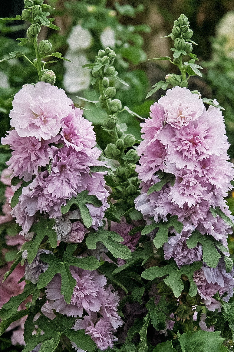 Alcea rosea 'spring celebrity lilac'-Angelo