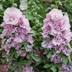 Alcea rosea 'spring celebrity lilac'-Angelo