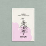 Alcea rosea 'spring celebrity pink'-Angelo