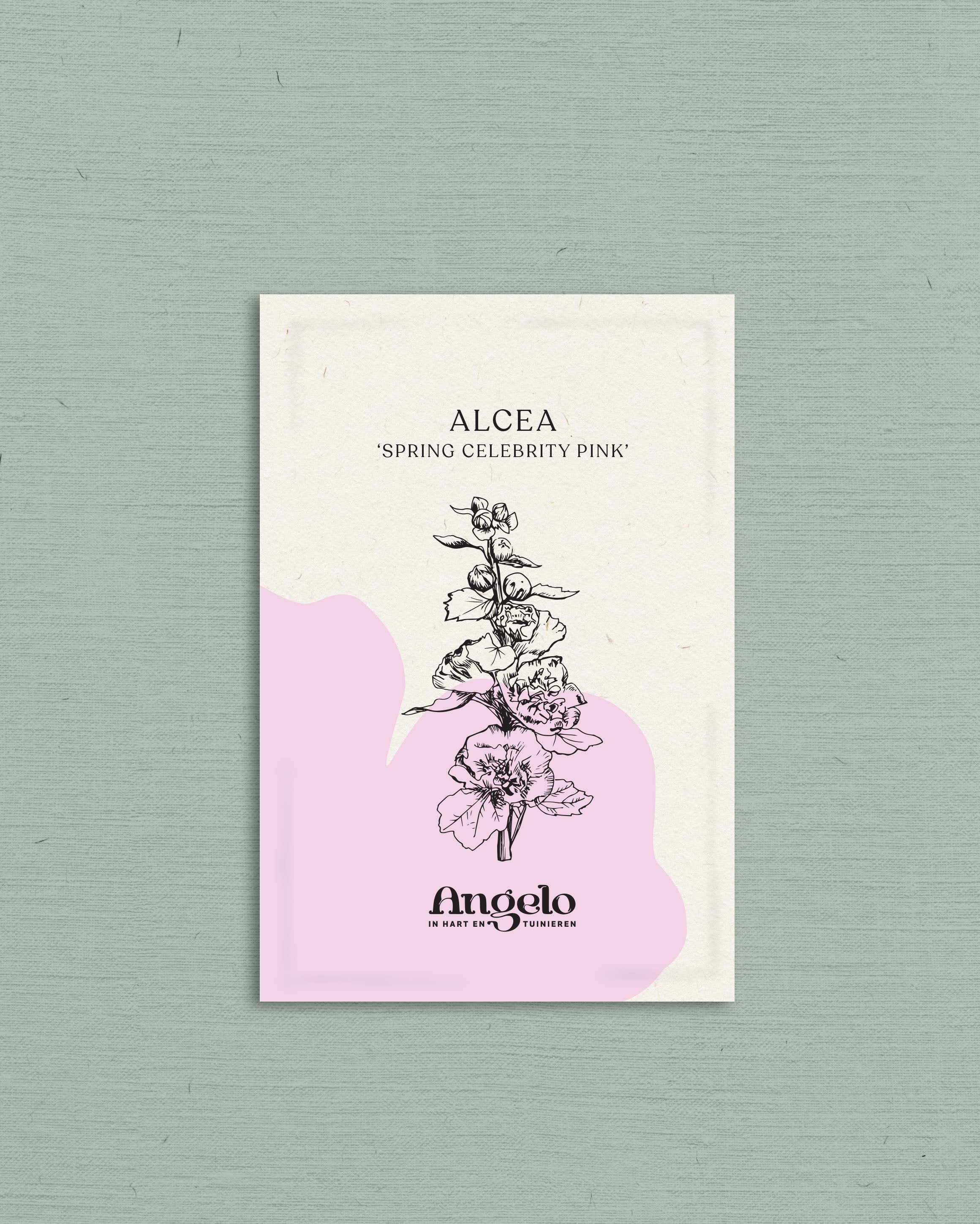 Alcea rosea 'spring celebrity pink'-Angelo