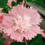 Alcea rosea 'spring celebrity pink'-Angelo