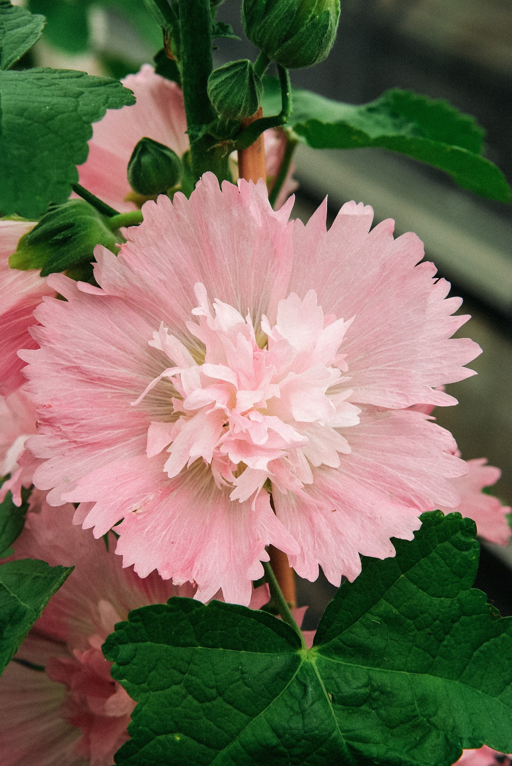 Alcea rosea 'spring celebrity pink'-Angelo