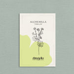 Alchemilla mollis 'thriller'-Angelo