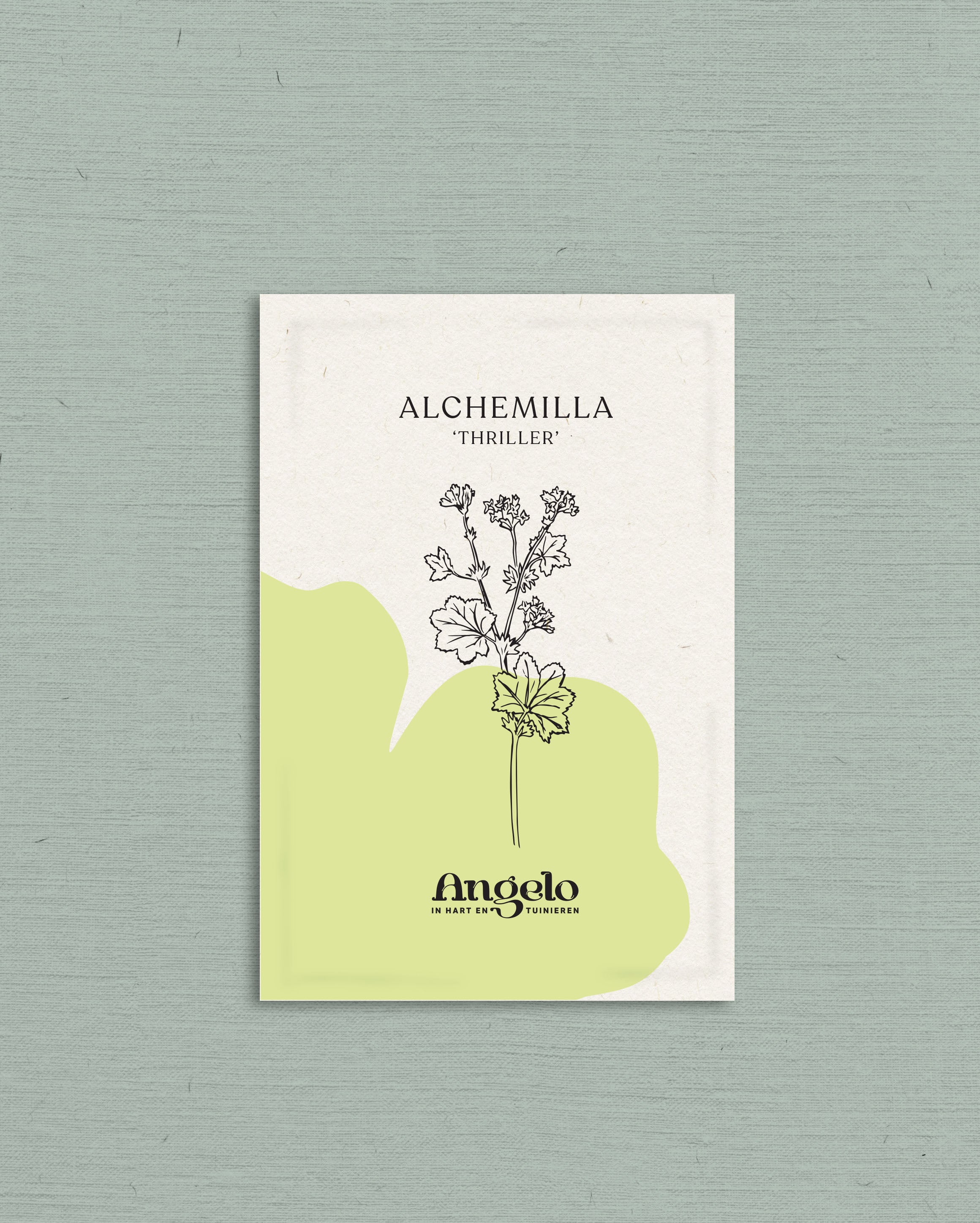 Alchemilla mollis 'thriller'-Angelo