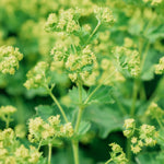 Alchemilla mollis 'thriller'-Angelo