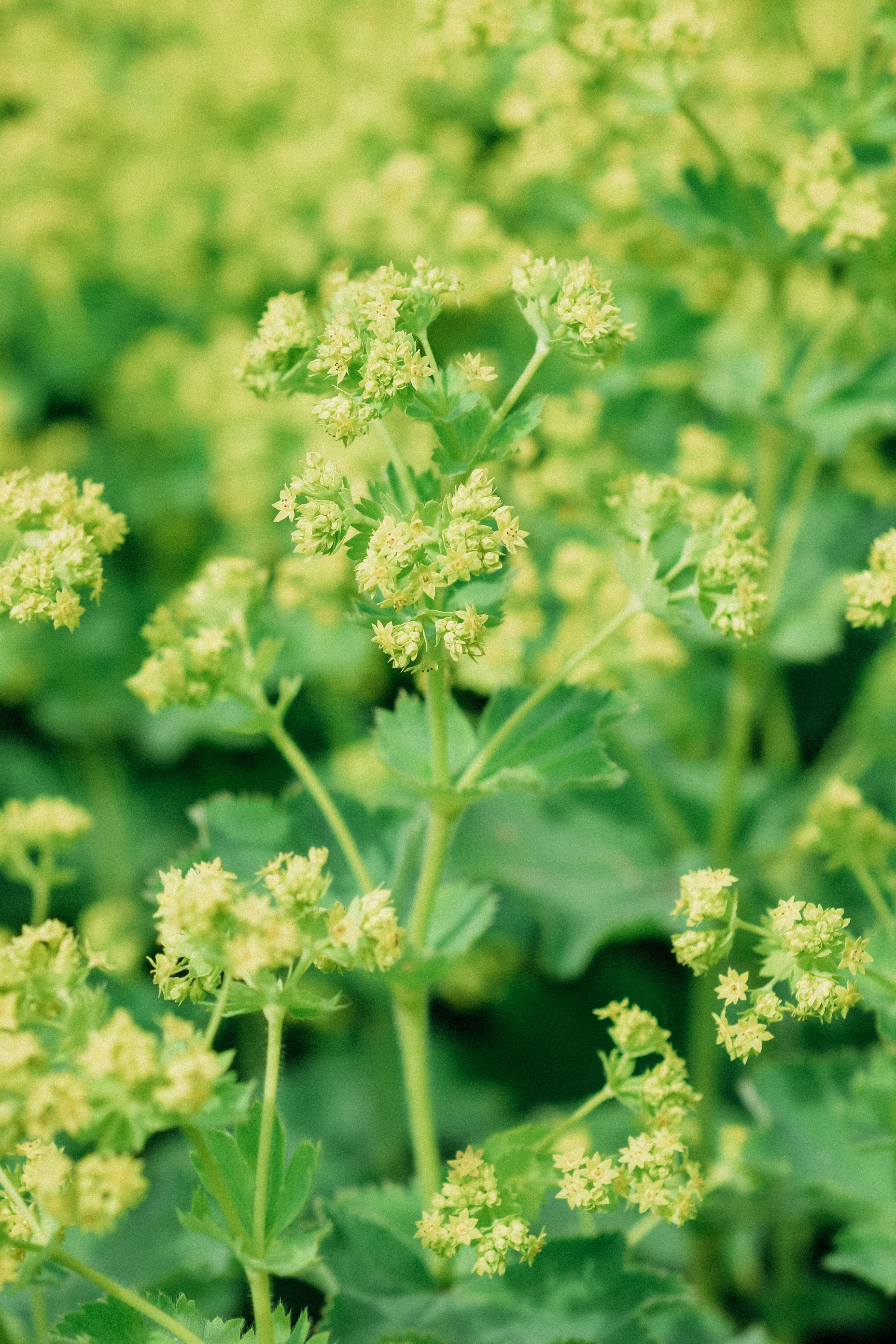 Alchemilla mollis 'thriller'-Angelo