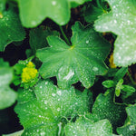 Alchemilla mollis 'thriller'-Angelo