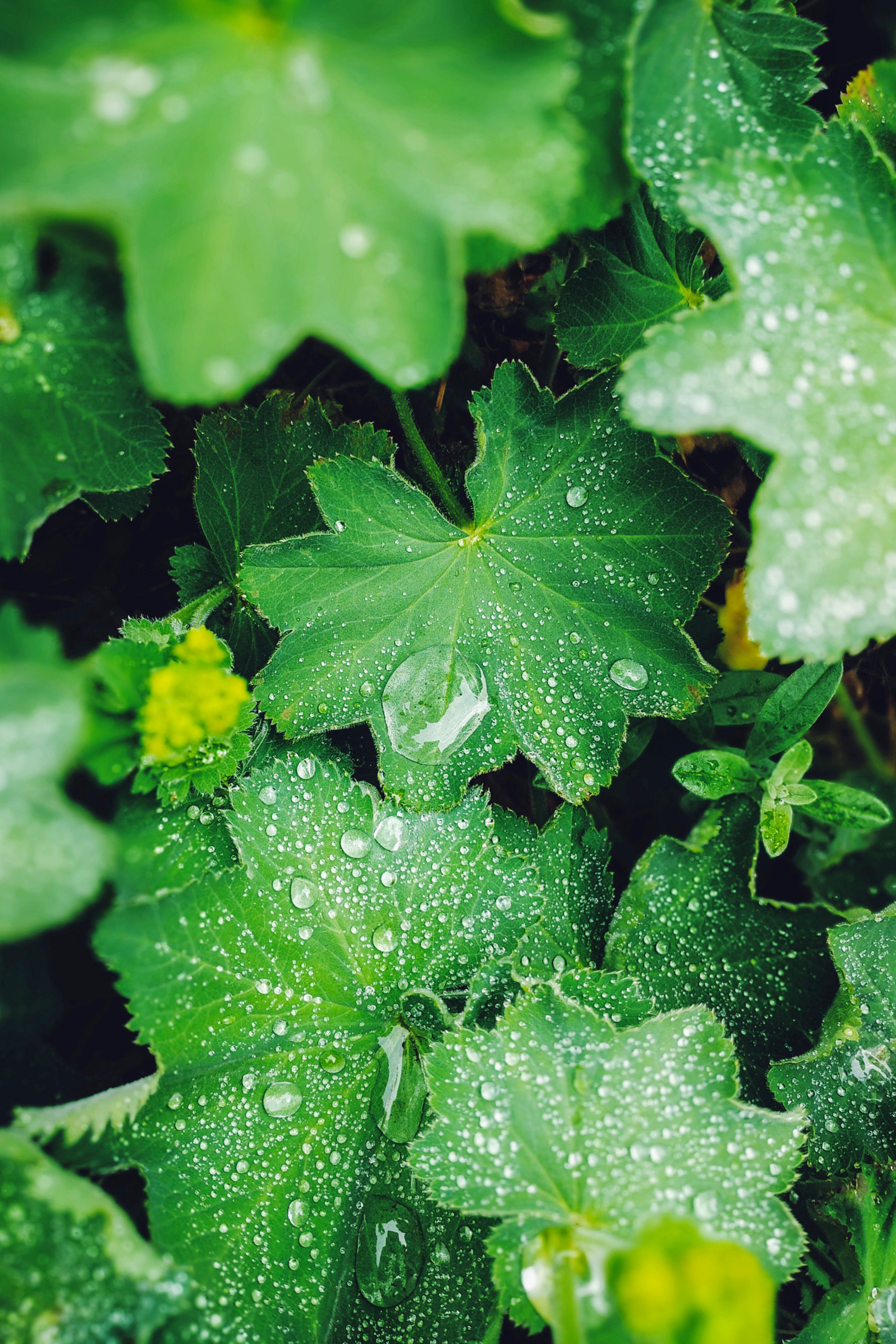 Alchemilla mollis 'thriller'-Angelo