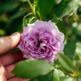 Struikroos 'Novalis'-Angelo