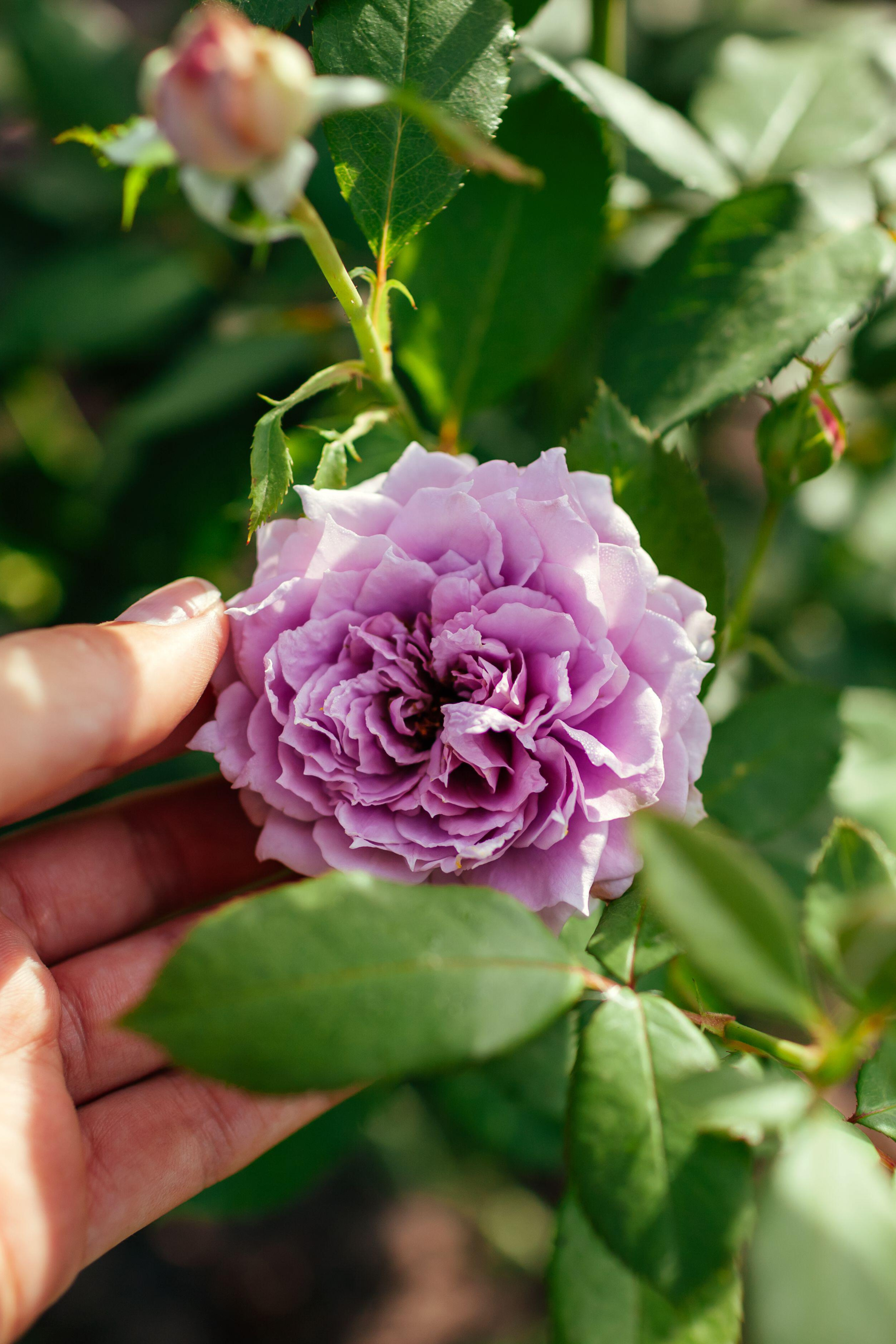 Struikroos 'Novalis'-Angelo