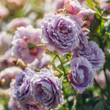 Struikroos 'Novalis'-Angelo