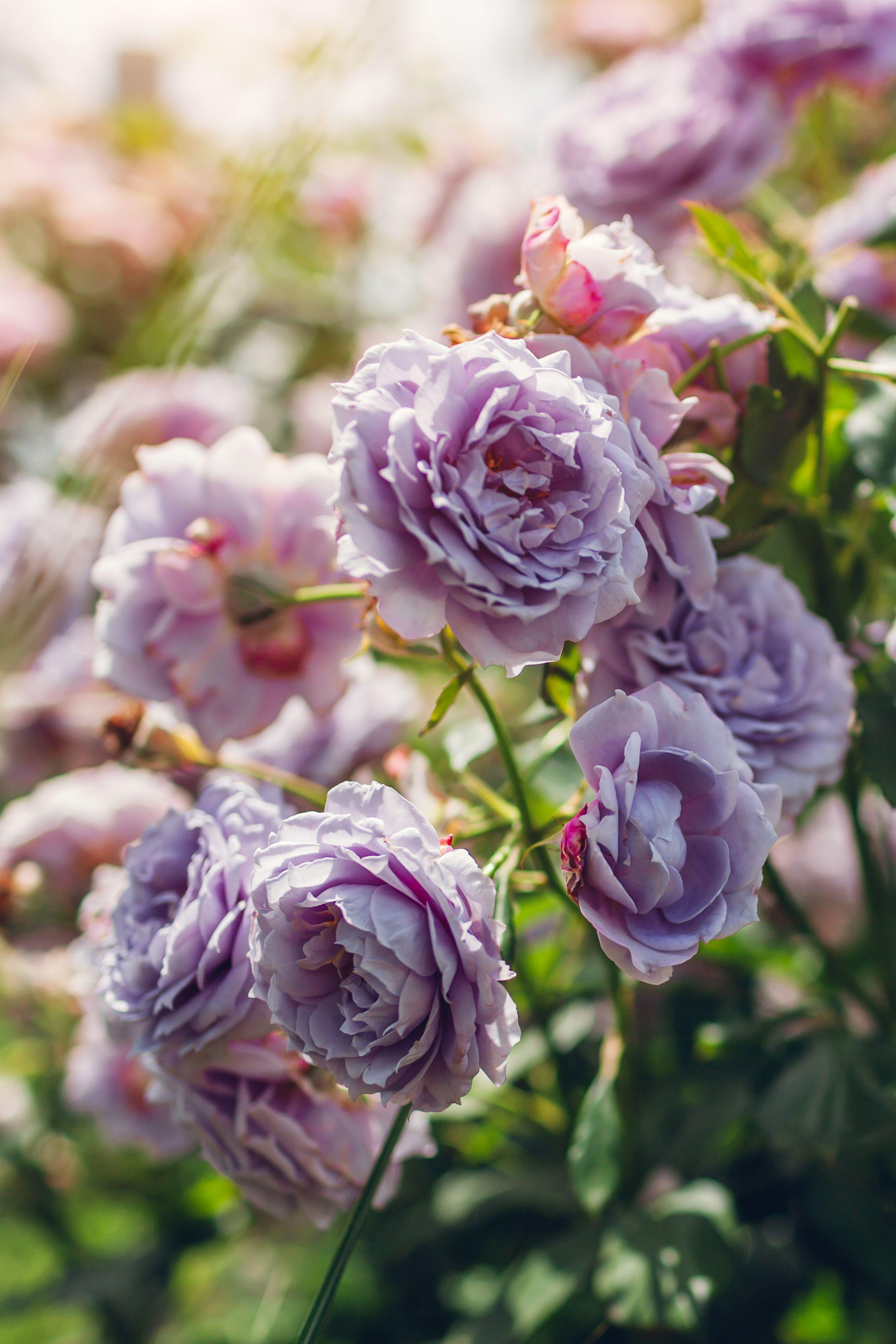 Struikroos 'Novalis'-Angelo