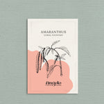 Amaranthus caudatus 'coral fountain'-Angelo