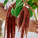 Amaranthus caudatus 'coral fountain'-Angelo