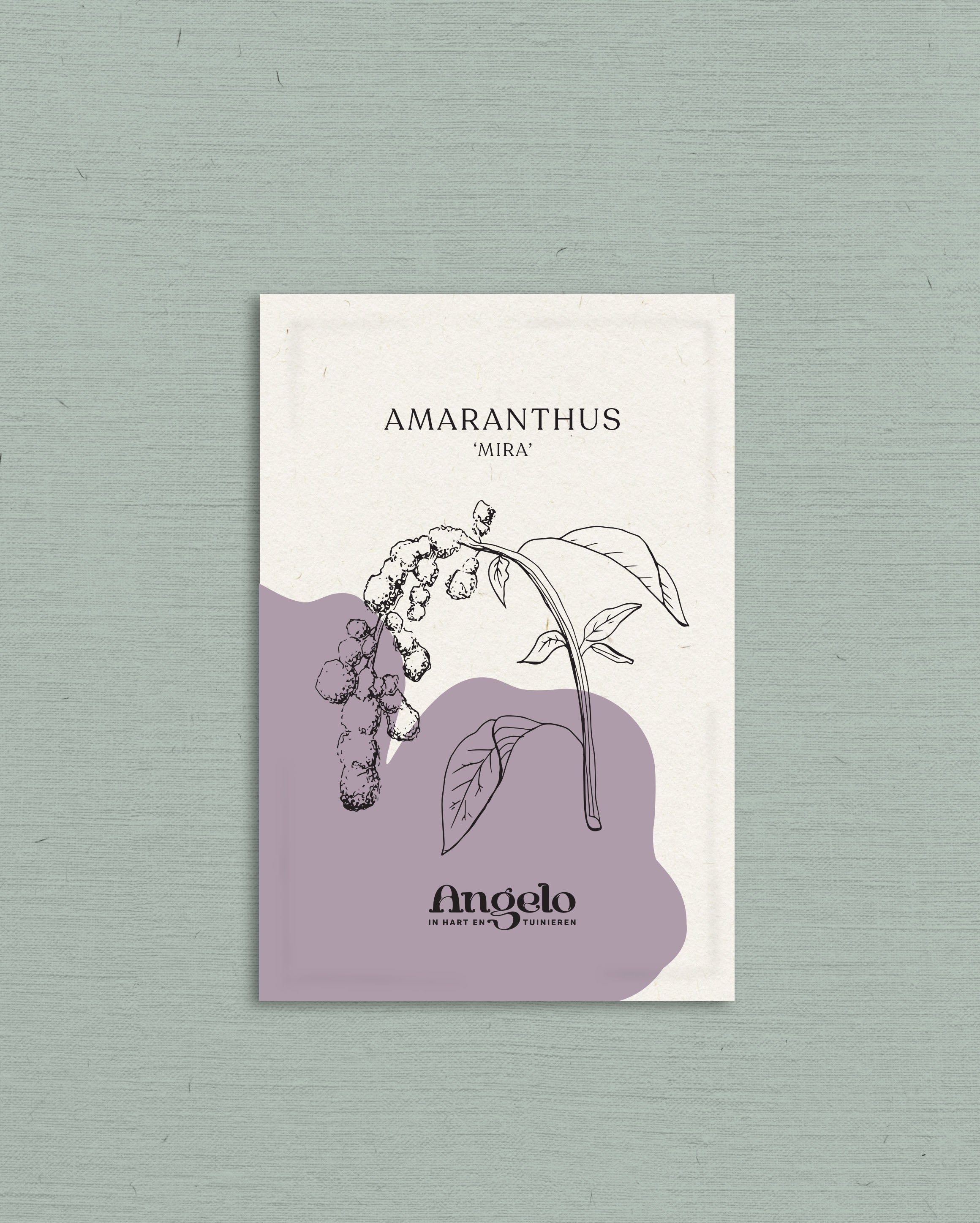 Amaranthus caudatus 'mira'-Angelo