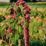 Amaranthus caudatus 'mira'-Angelo