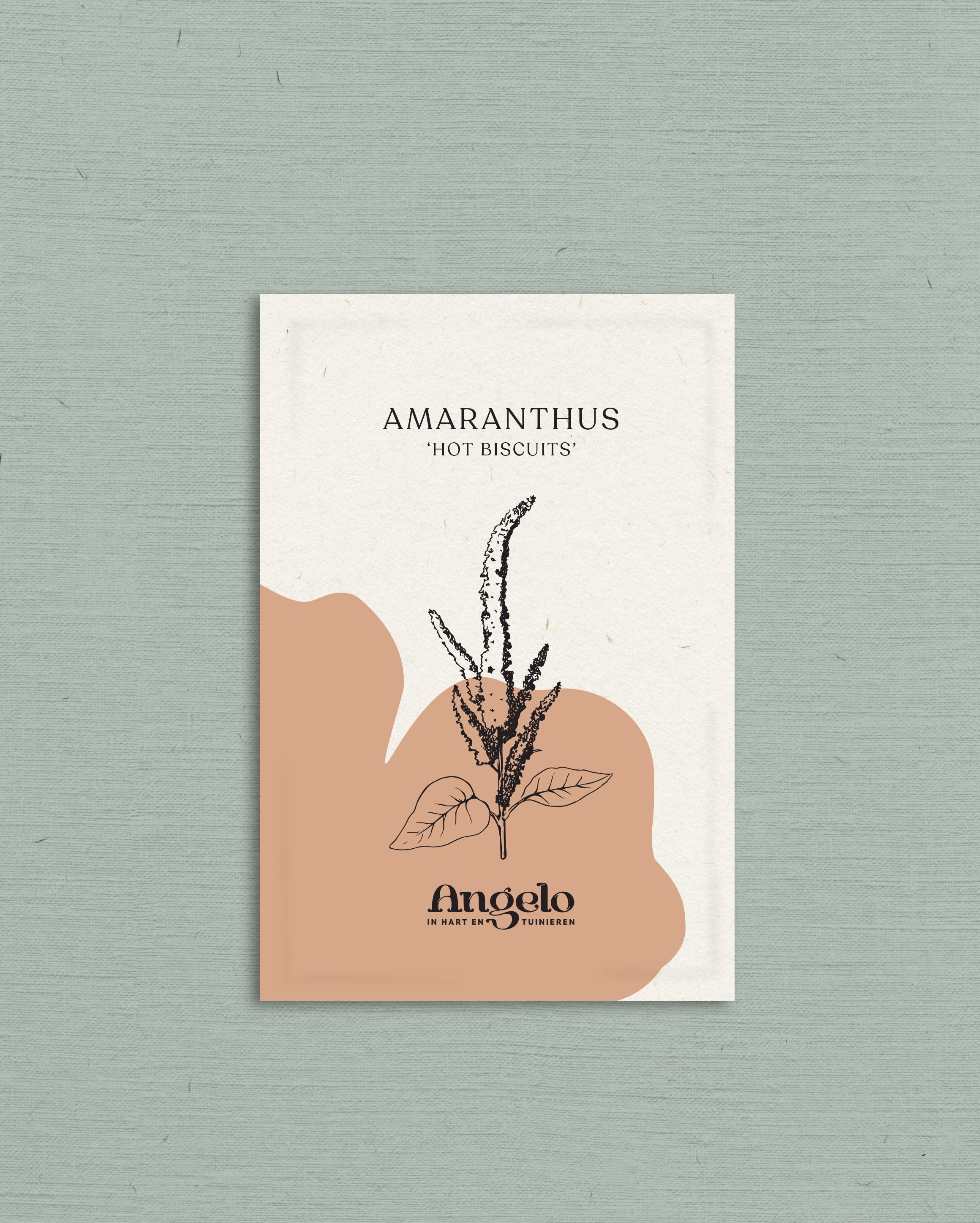 Amaranthus cruentus 'hot biscuits'-Angelo