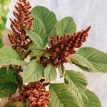 Amaranthus cruentus 'hot biscuits'-Angelo