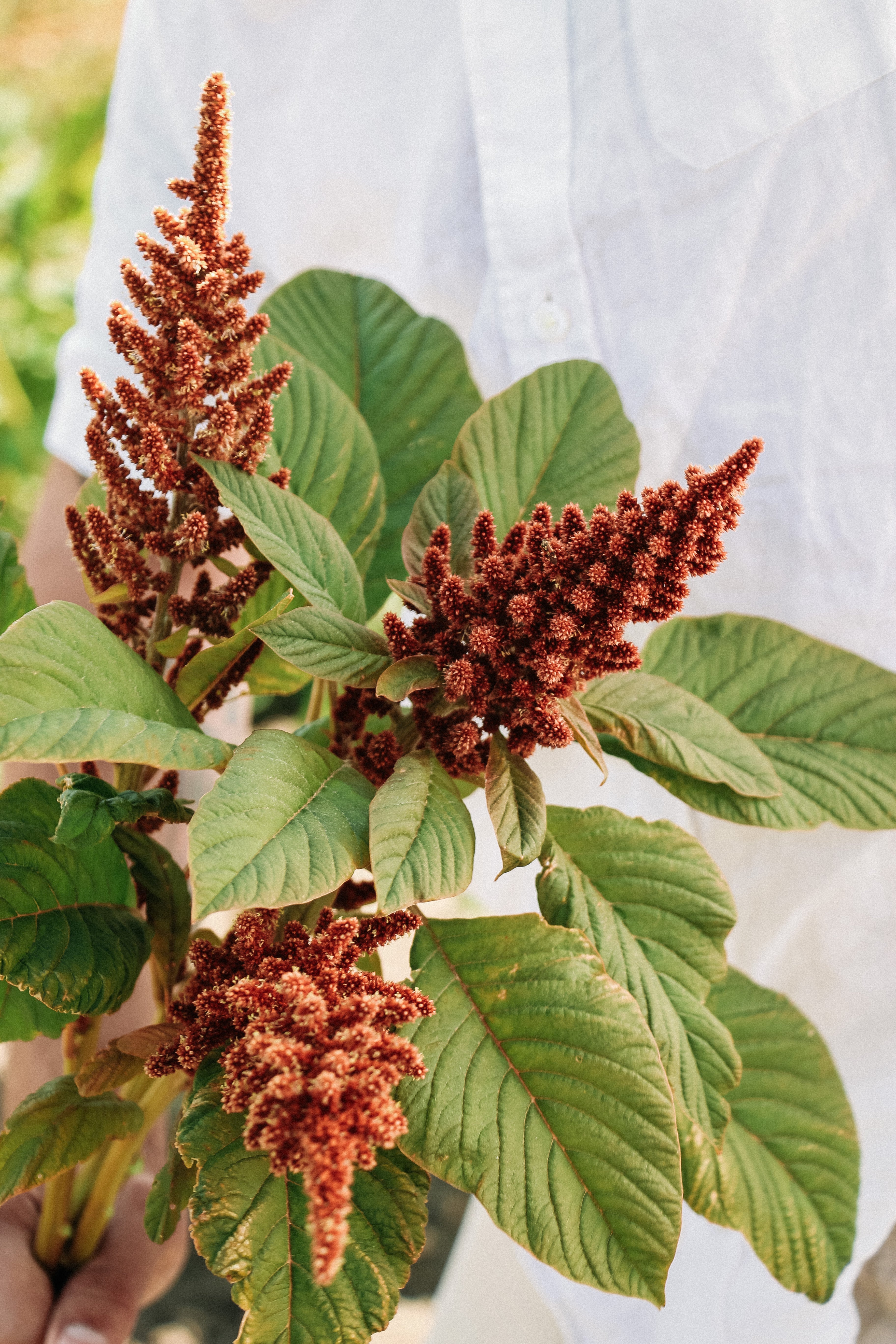 Amaranthus cruentus 'hot biscuits'-Angelo