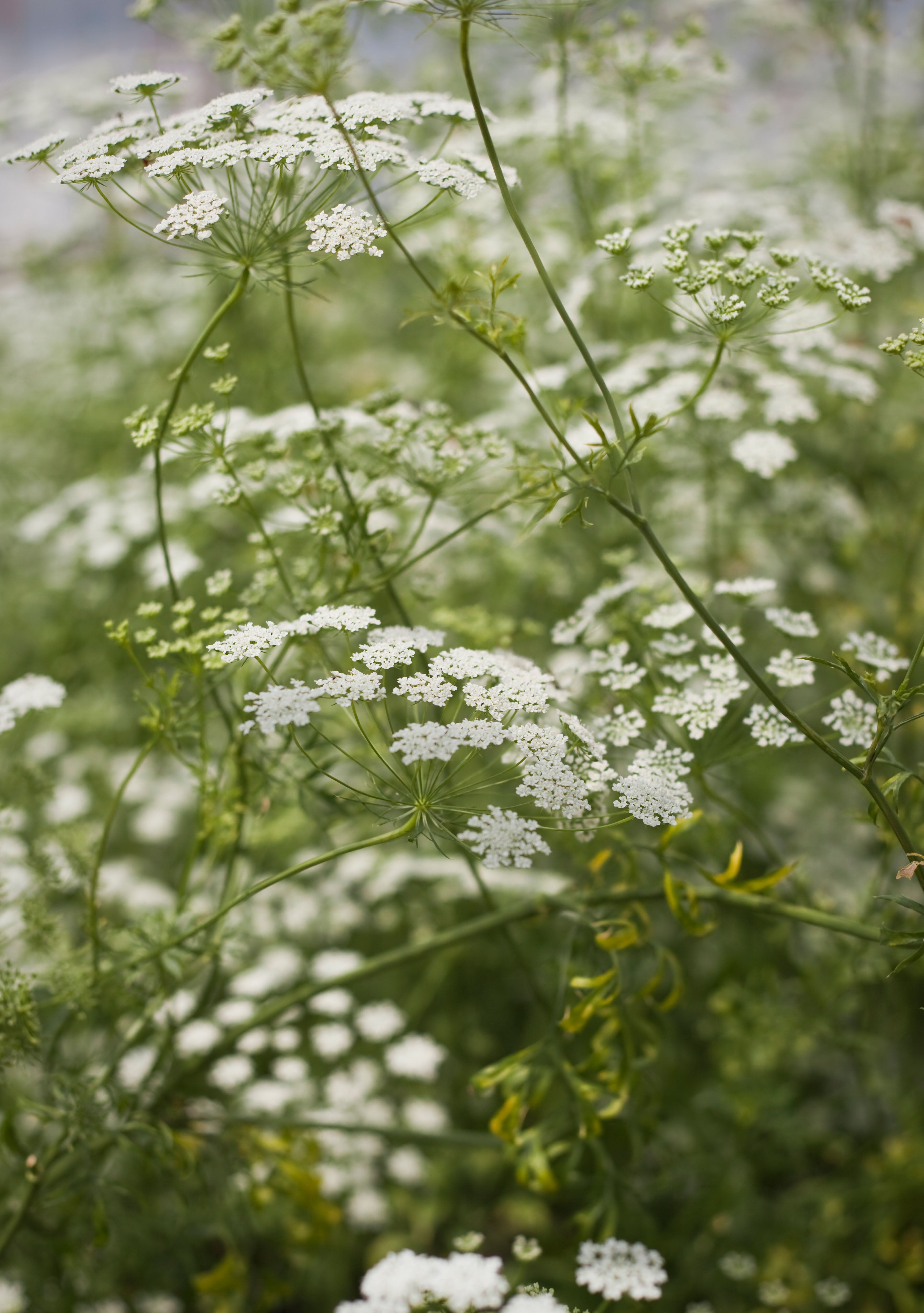 Ammi majus-Angelo