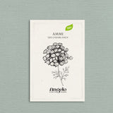 Ammi visnaga 'QIS Casablanca'-Angelo