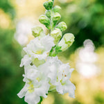 Antirrhinum majus 'madame butterfly ivory'-Angelo