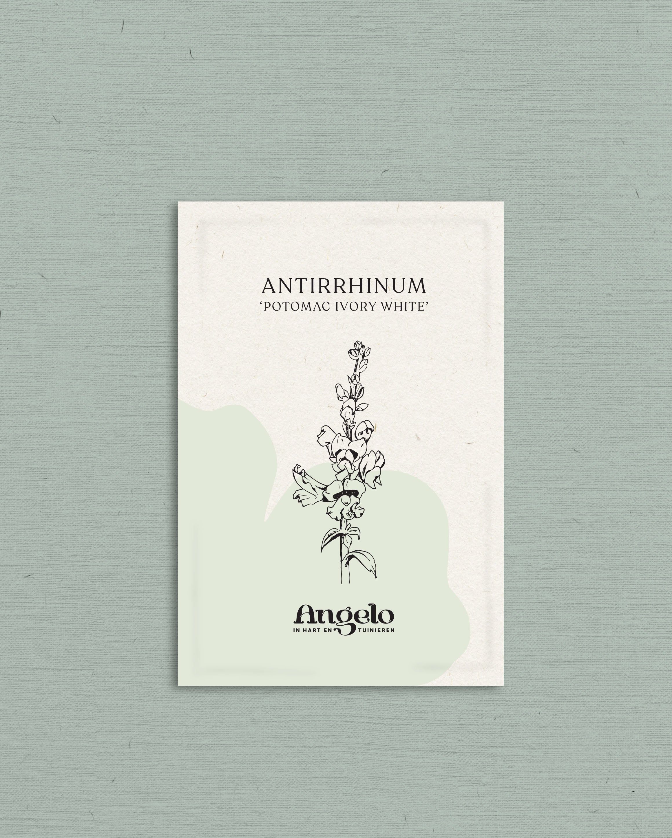 Antirrhinum majus &