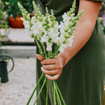 Antirrhinum majus 'potomac ivory white'-Angelo