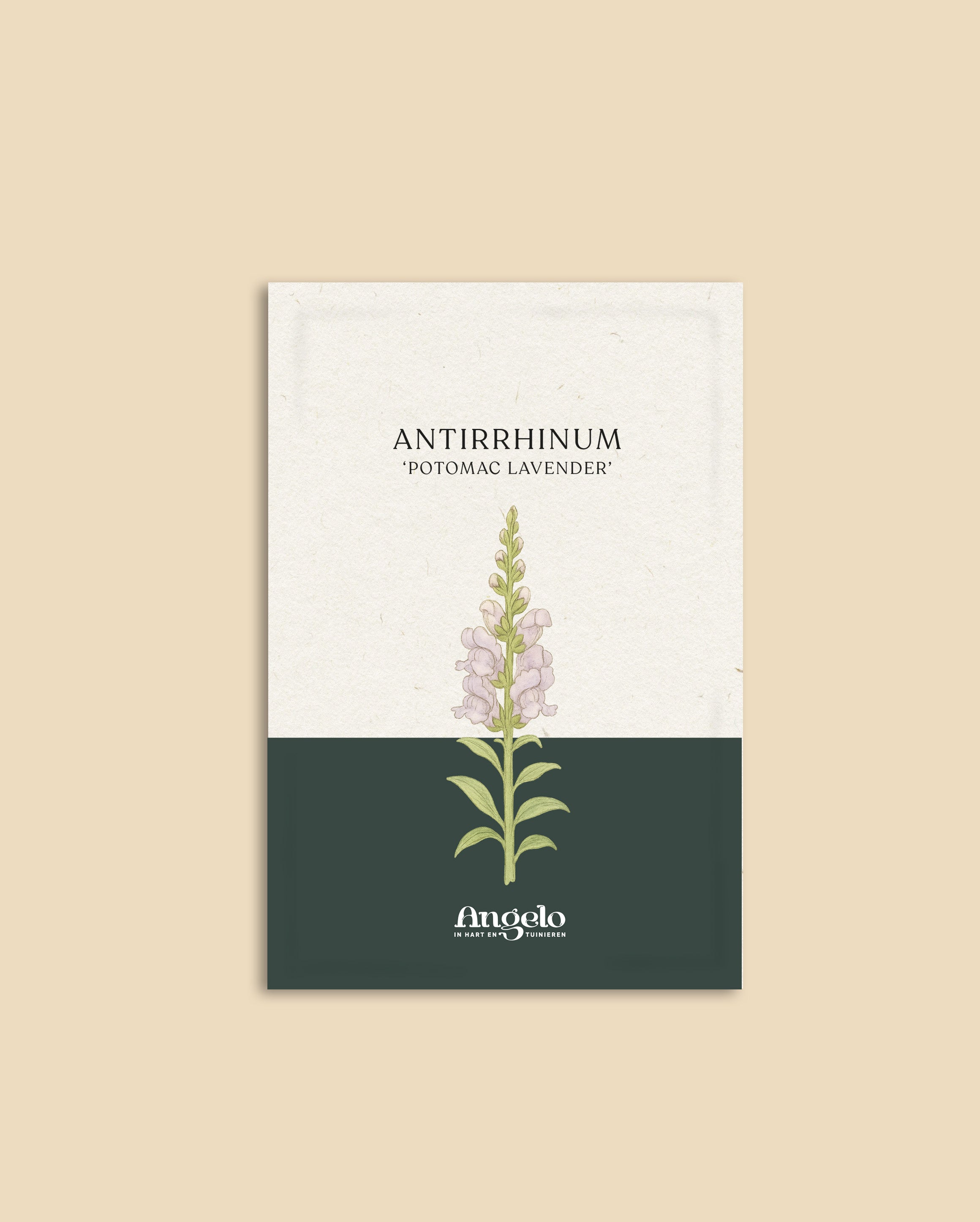 Antirrhinum majus 'potomac lavender'-Angelo
