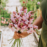 Antirrhinum majus 'potomac lavender'-Angelo