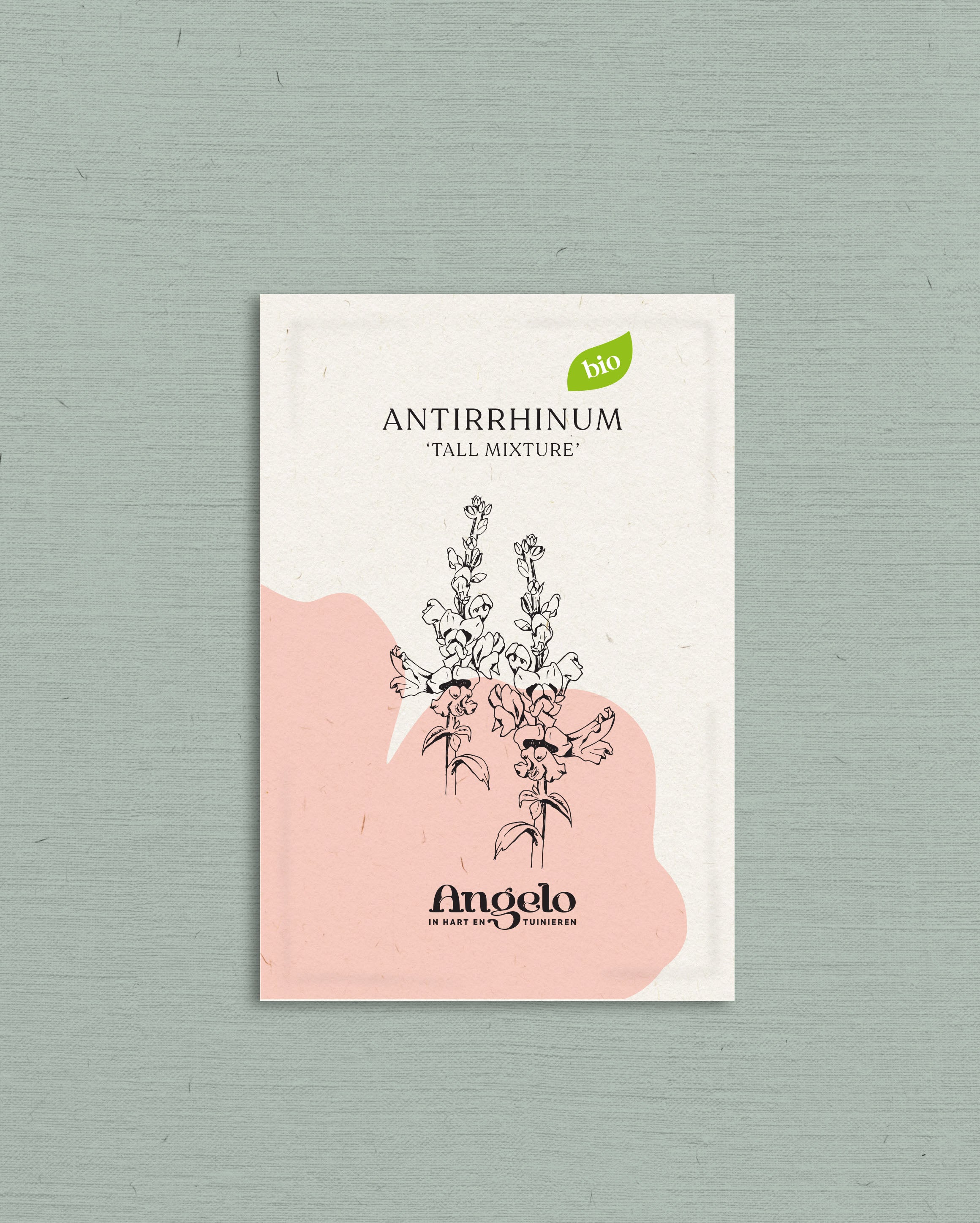 Antirrhinum majus &