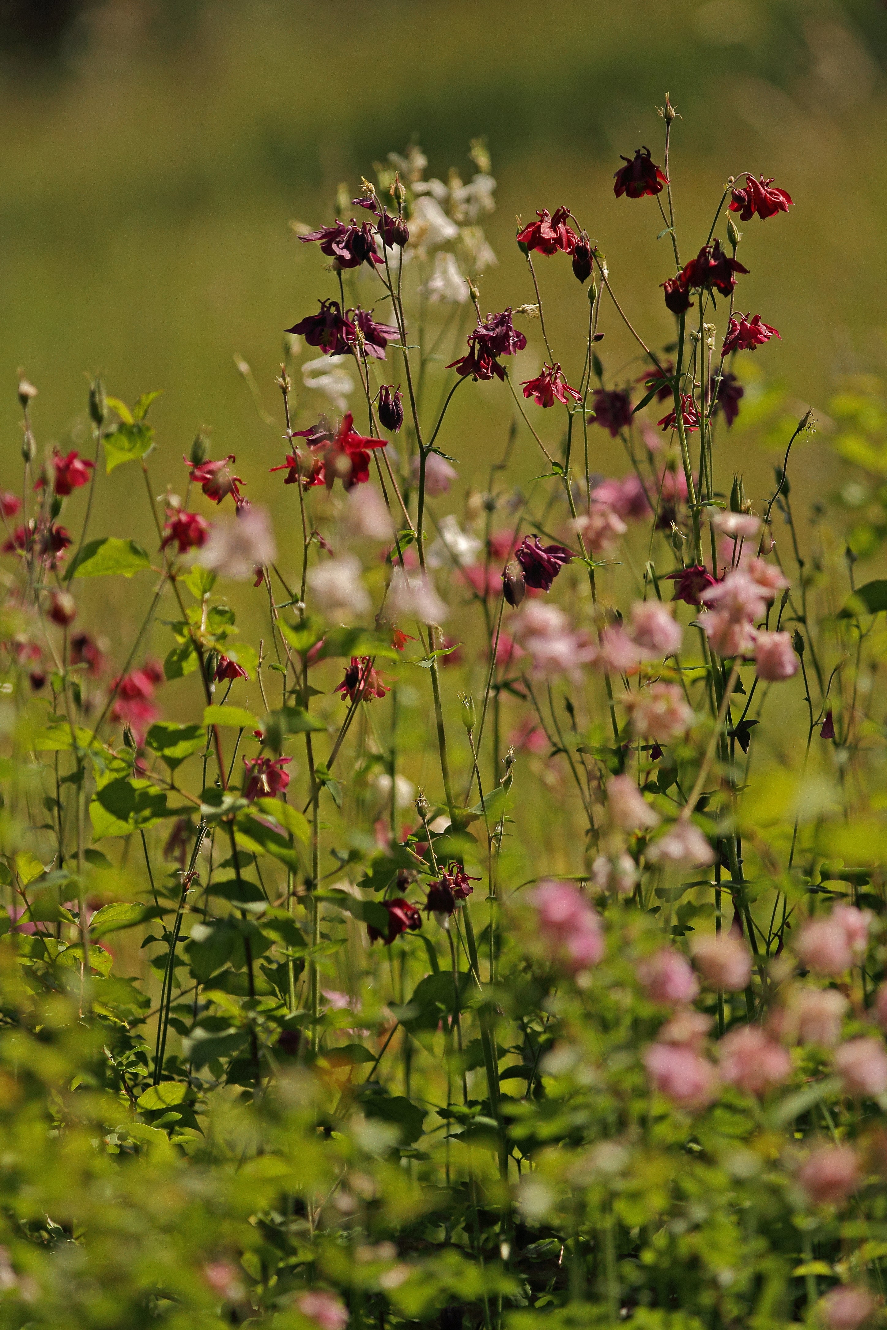 Aquilegia vulgaris 'Barlow Formula Mixture'-Angelo