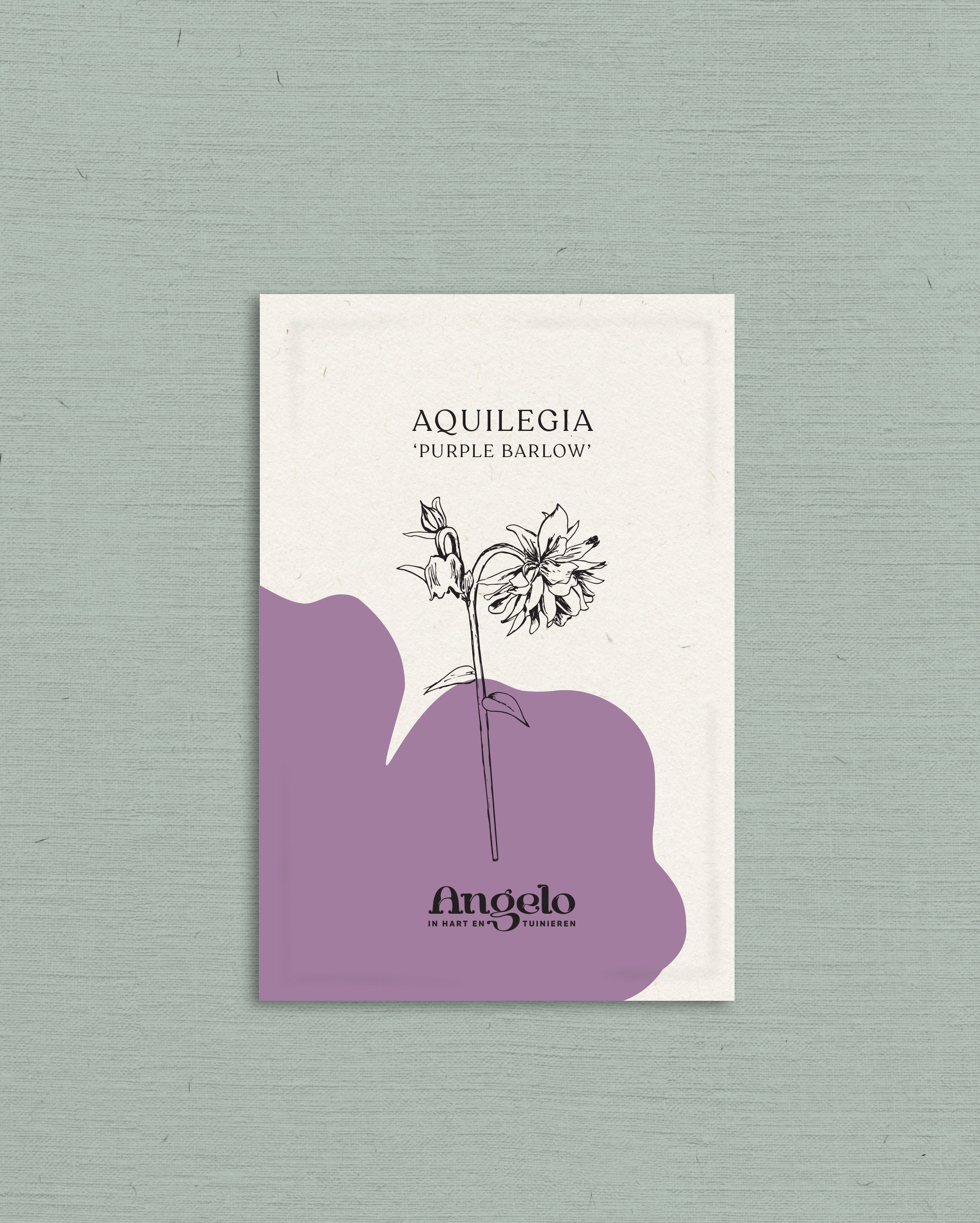 Aquilegia vulgaris 'purple barlow'-Angelo