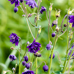 Aquilegia vulgaris 'purple barlow'-Angelo